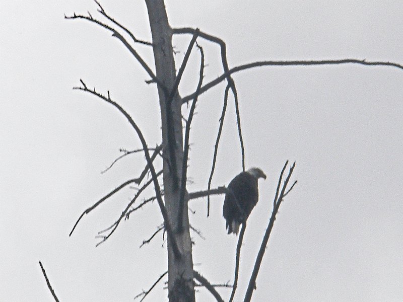 Trip (65).jpg - A bald eagle was seen perched high in a leafless tree.